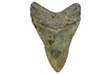 Fossil Megalodon Tooth - North Carolina #368443-1